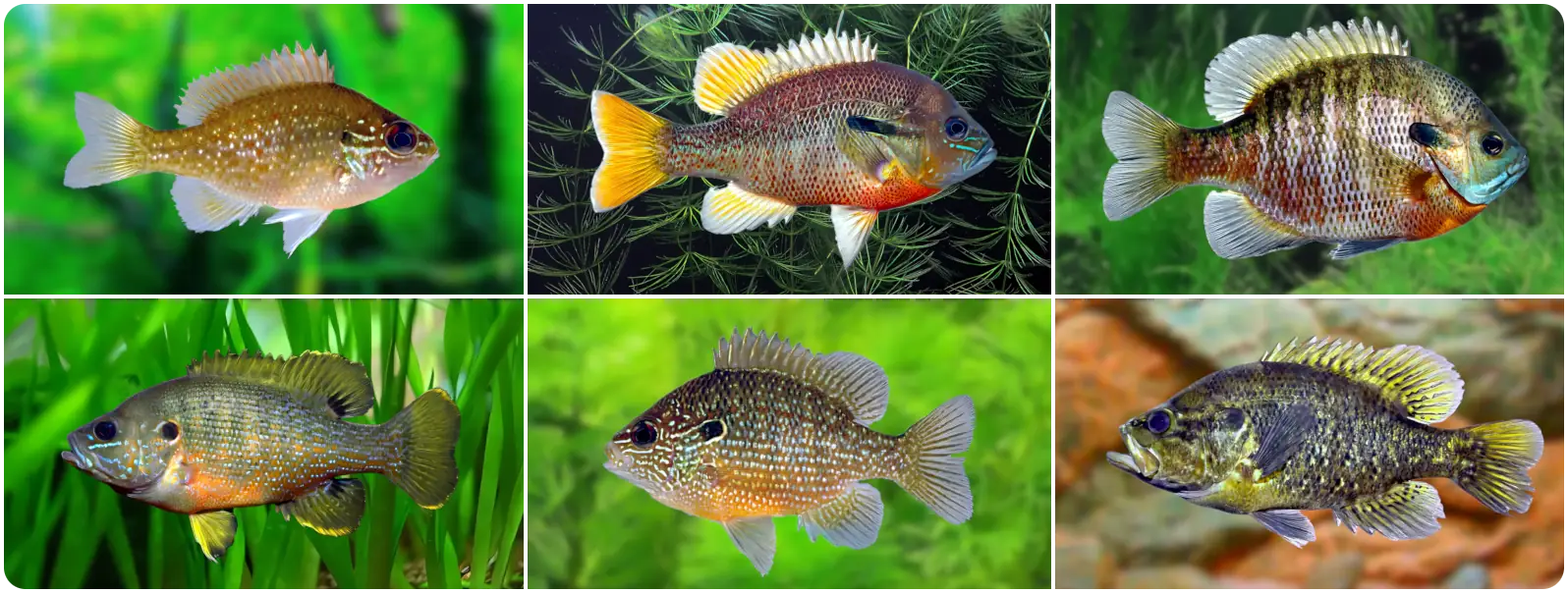Lepomis Lover header - 1160x460 
