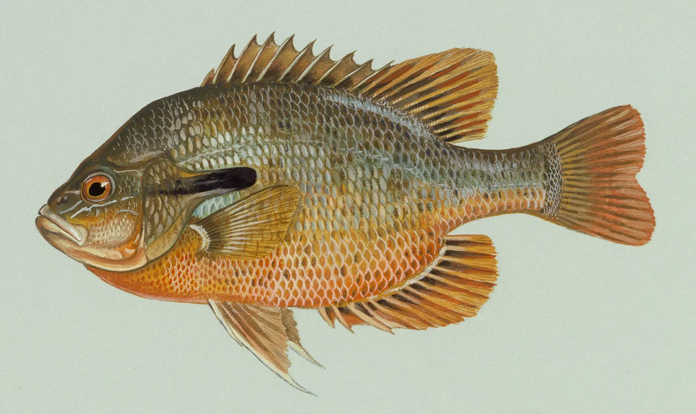 Lepomis auritus 1