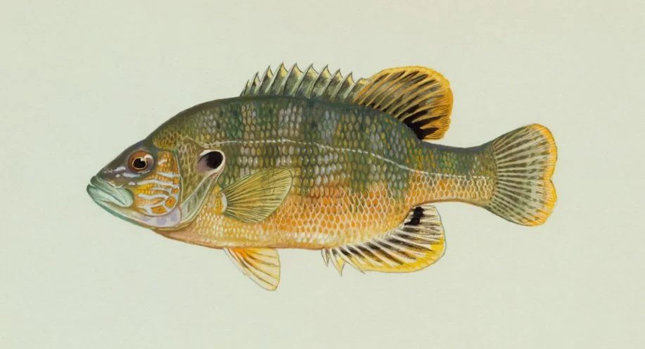 Lepomis cyanellus 1