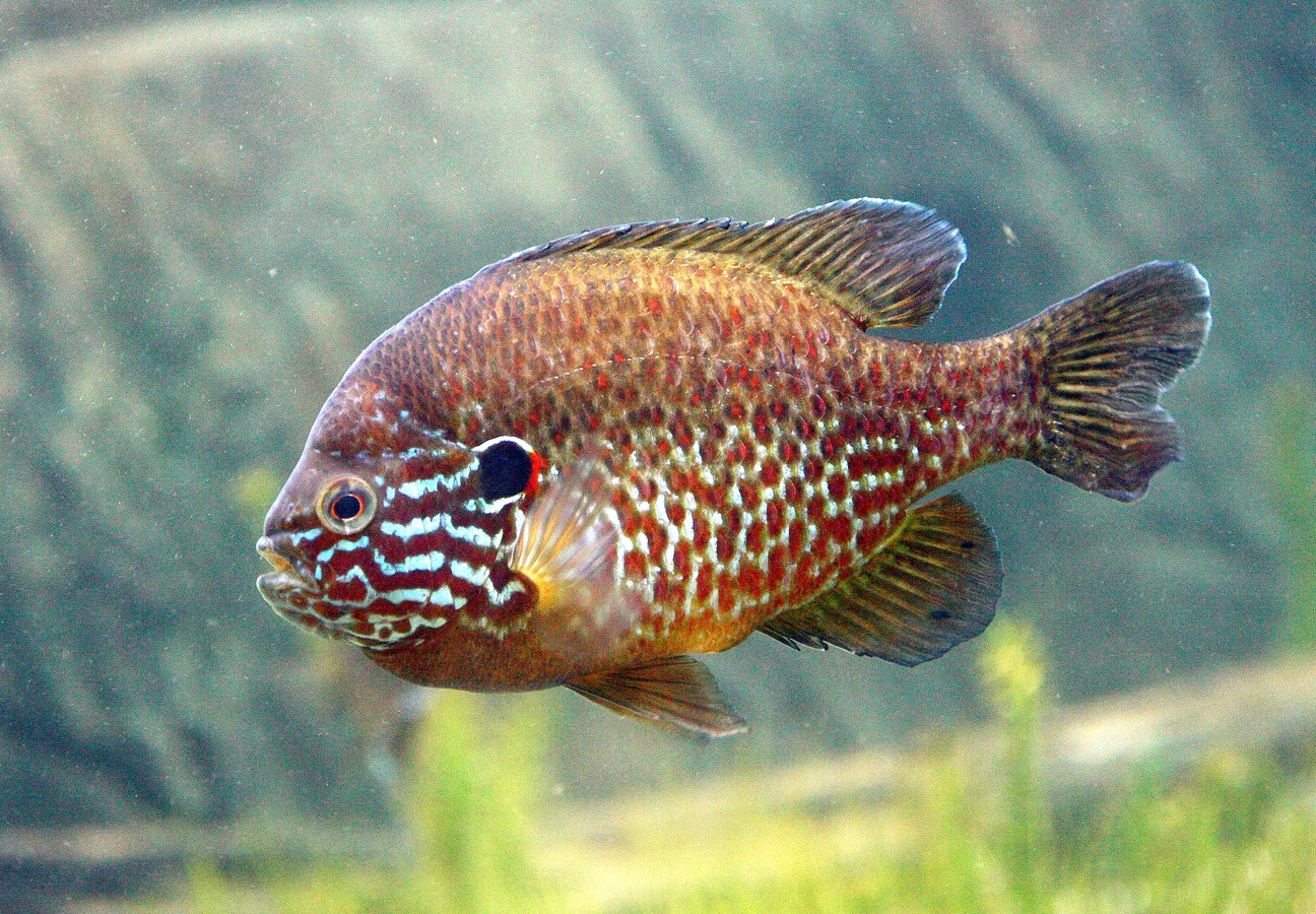 Lepomis gibbosus 1