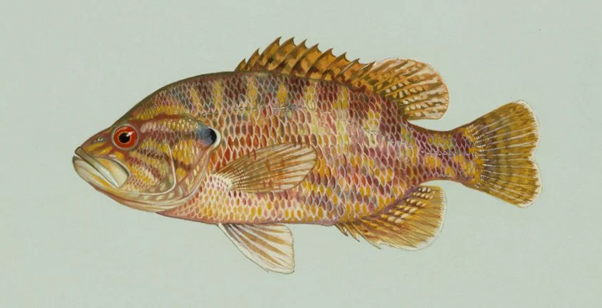 Lepomis gulosus 1