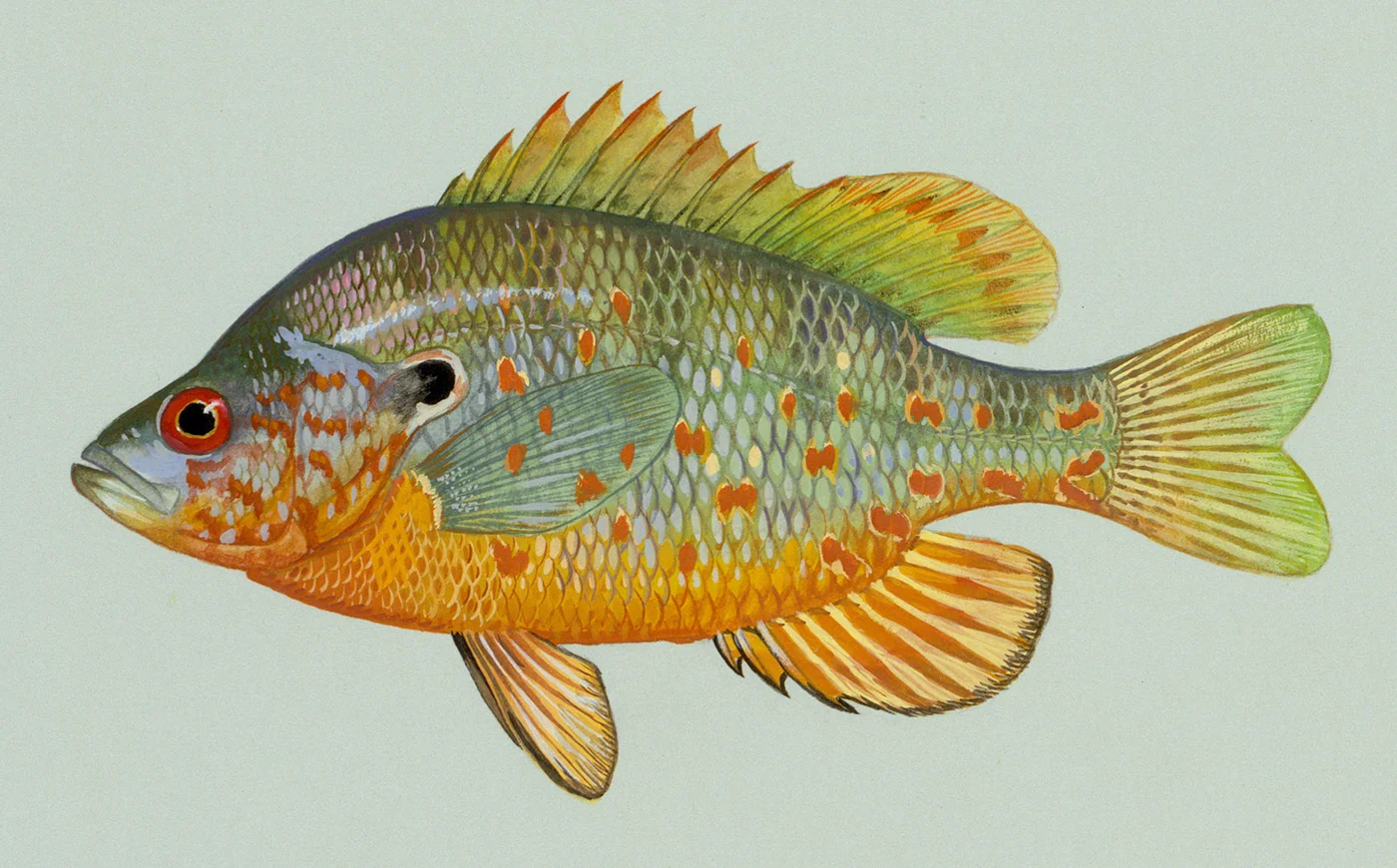 Lepomis humilis 1
