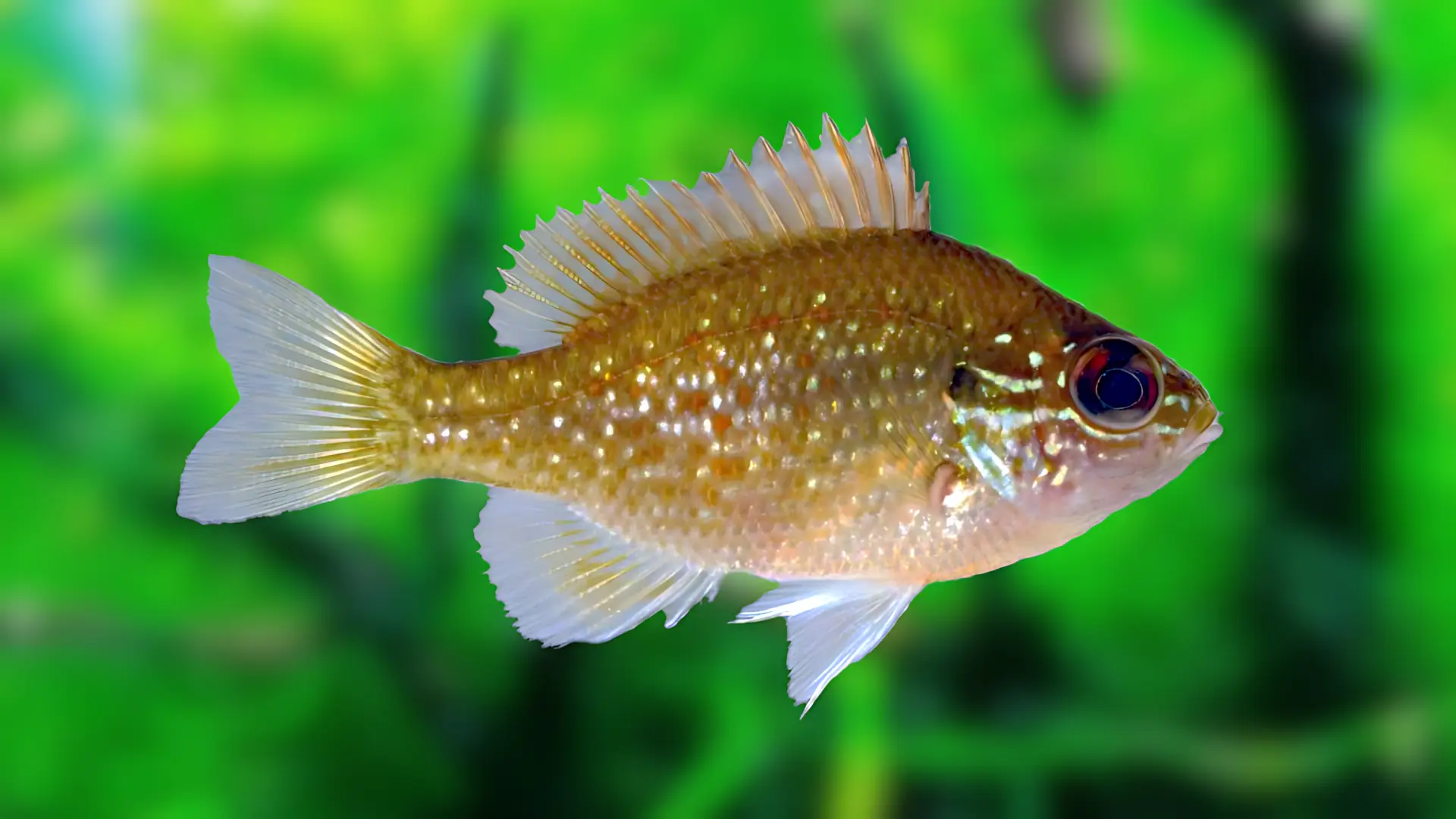 Lepomis marginatus 1