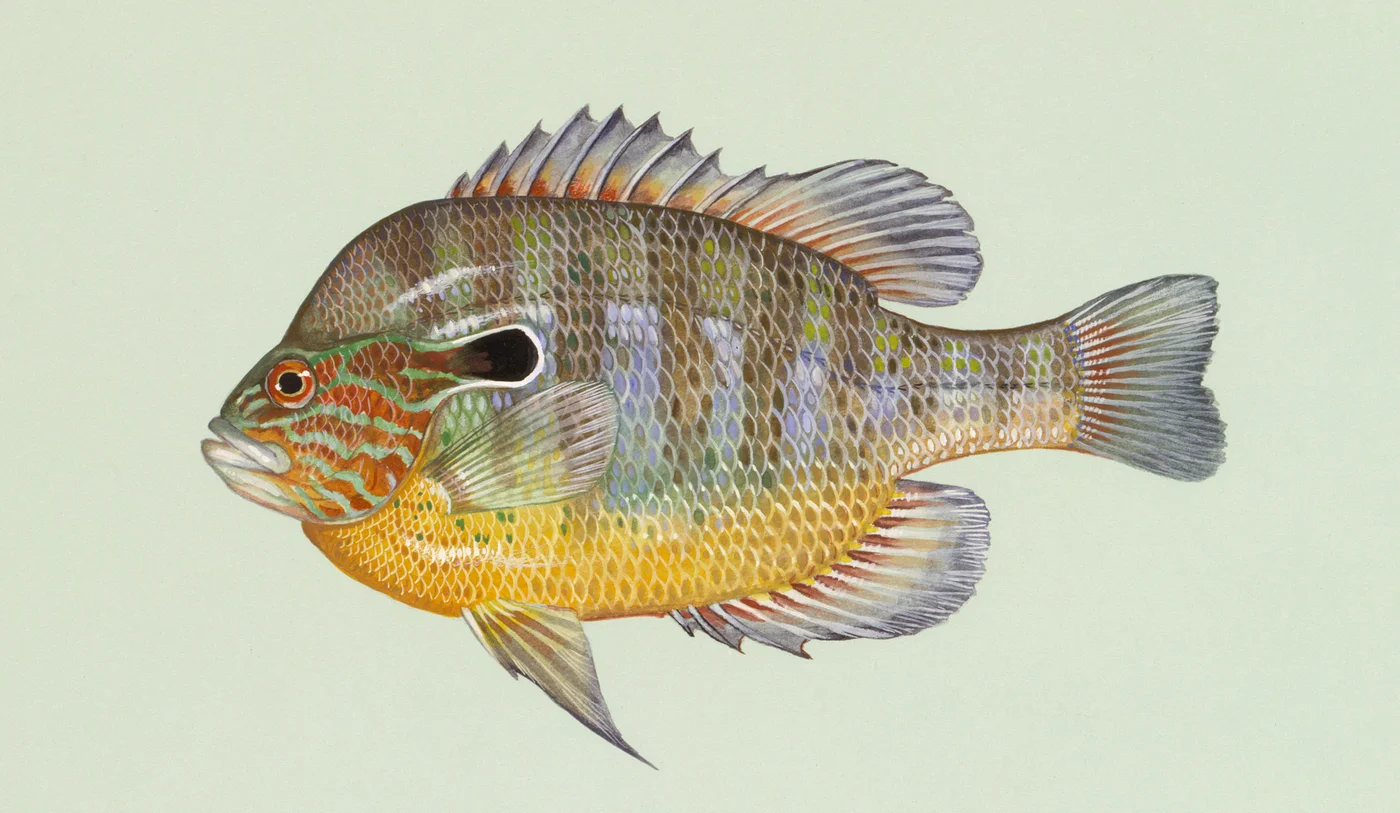 Lepomis megalotis 1