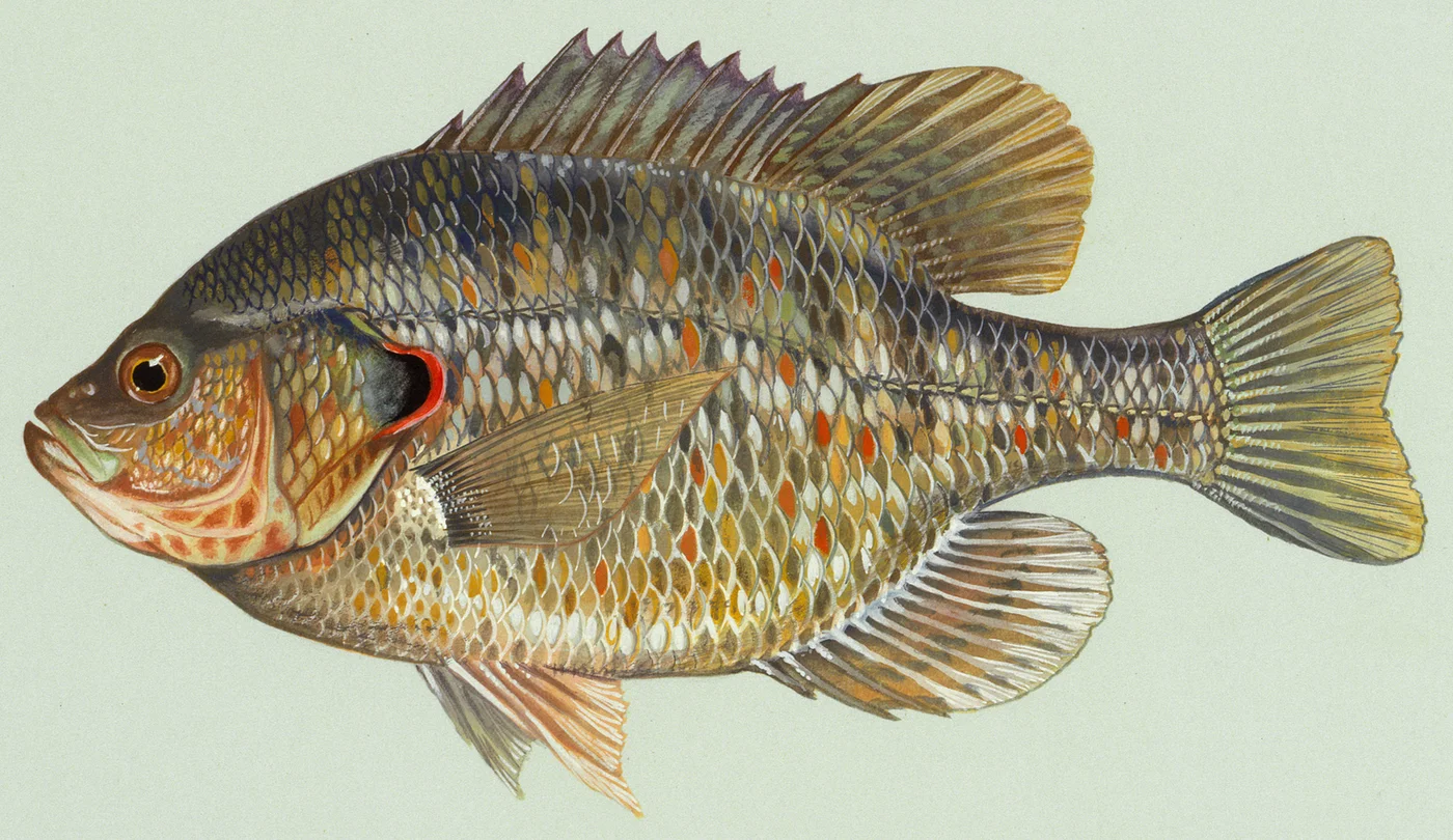 Lepomis microlophus 1