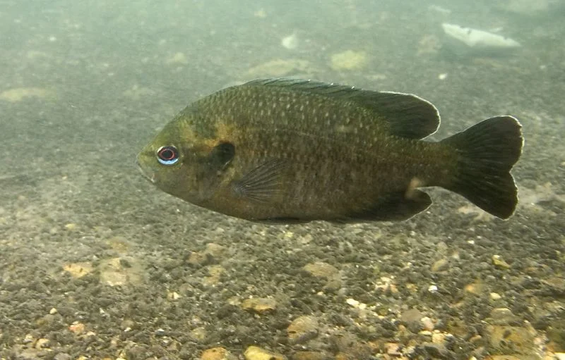 Lepomis miniatus 1