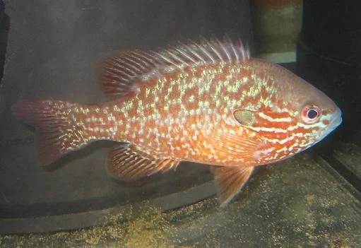 Lepomis peltastes 1