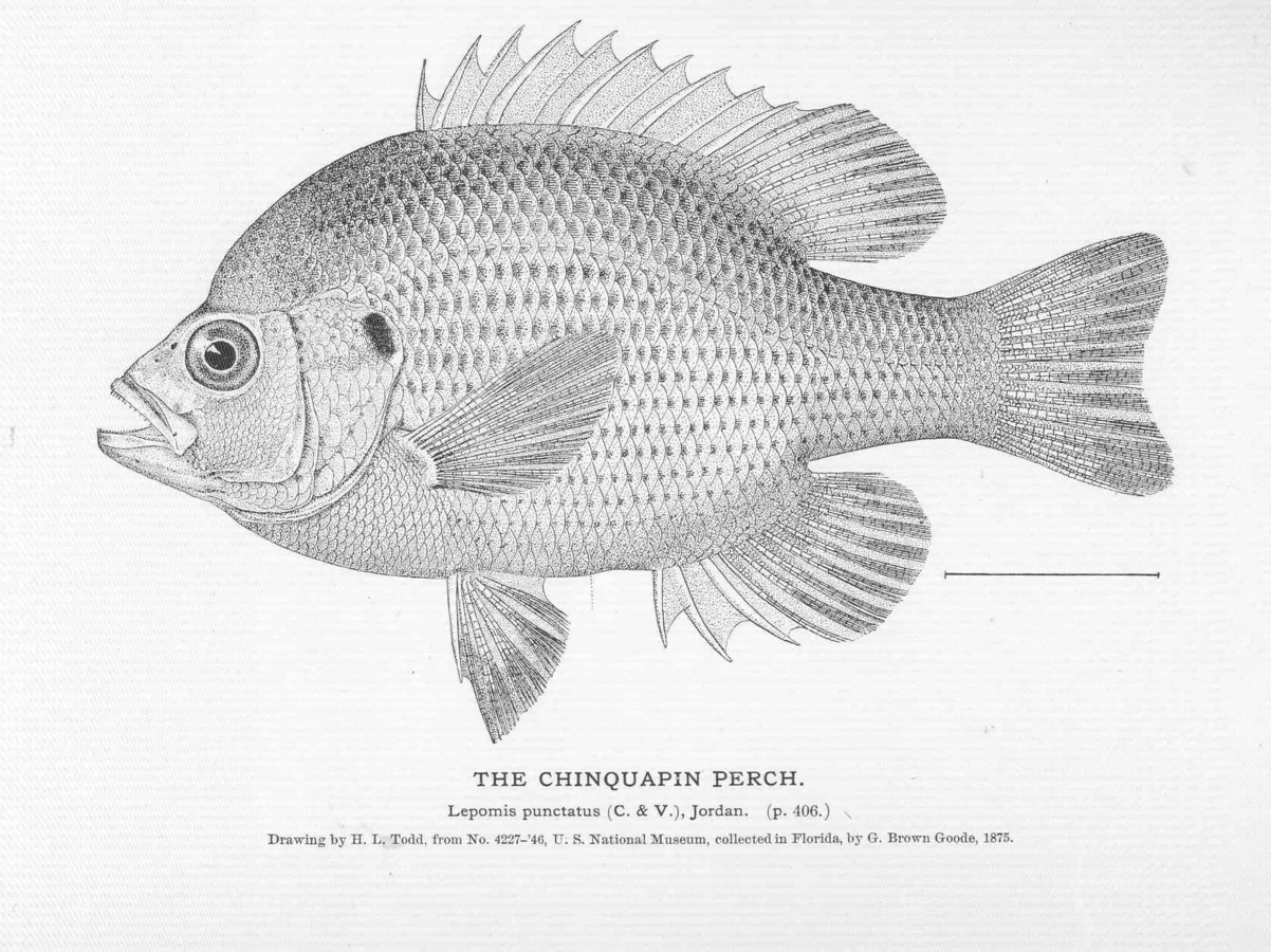 Lepomis punctatus 1